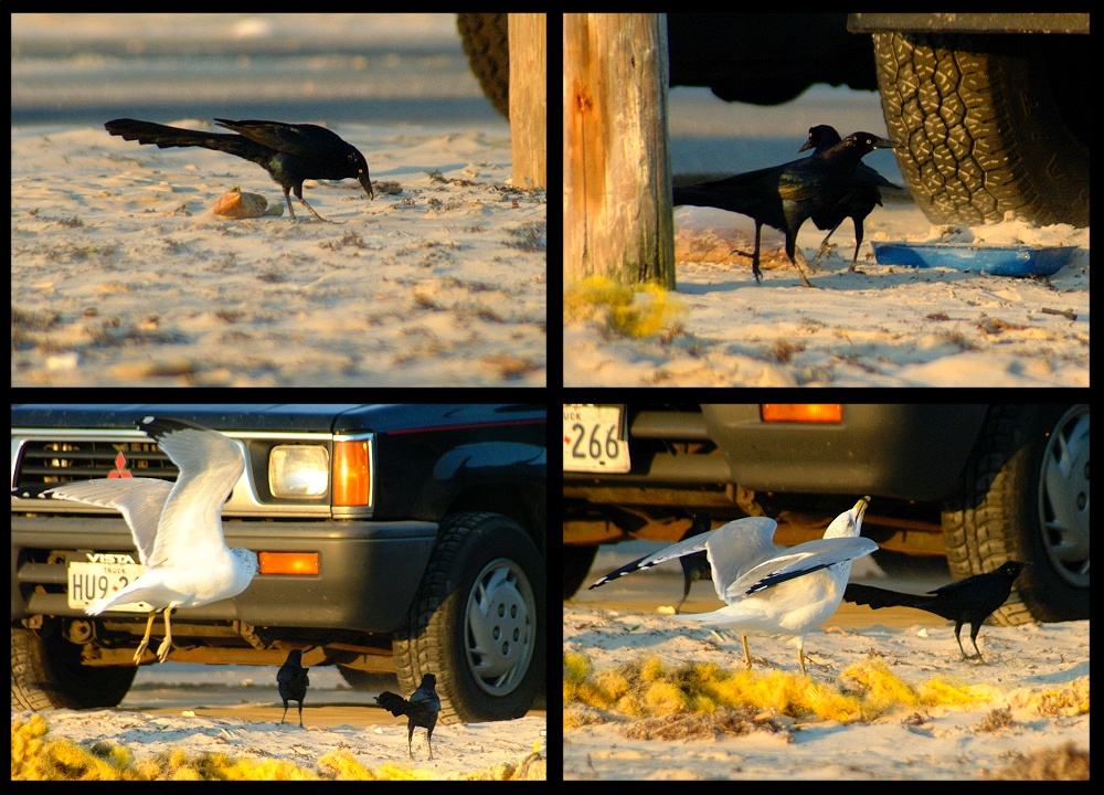 (32) crows and gull montage.jpg   (1000x720)   327 Kb                                    Click to display next picture